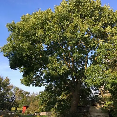 Boddenhaus Darss * Wieck auf dem Darss